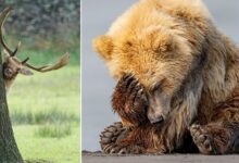 Nikon Komedi Yaban Hayatı Ödülleri'nden Görülmemiş 18 Fotoğraf 13 nikon comedy wildlife awards unseen entries 2025 featured