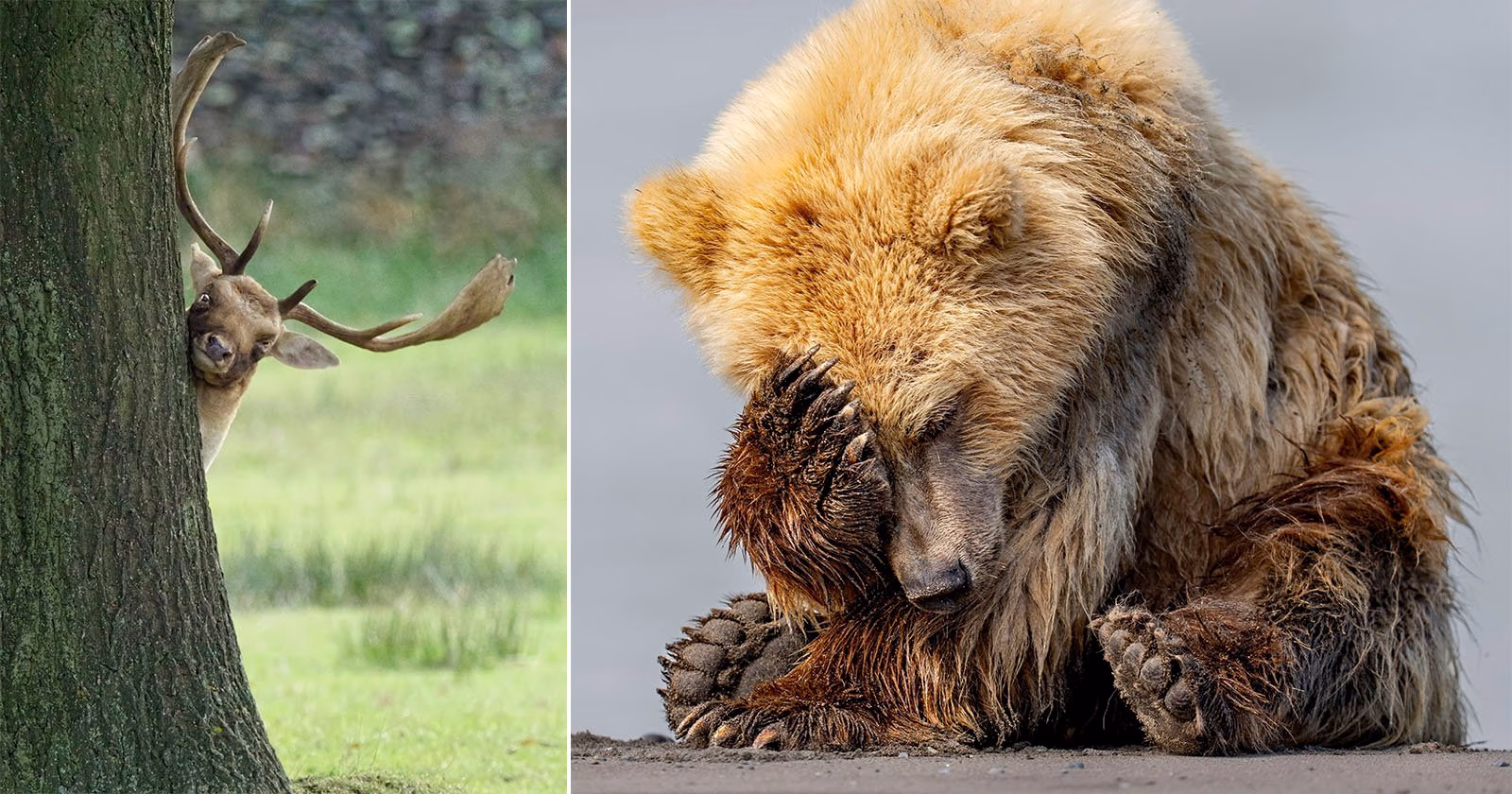 Nikon Komedi Yaban Hayatı Ödülleri'nden Görülmemiş 18 Fotoğraf 1 nikon comedy wildlife awards unseen entries 2025 featured jpg