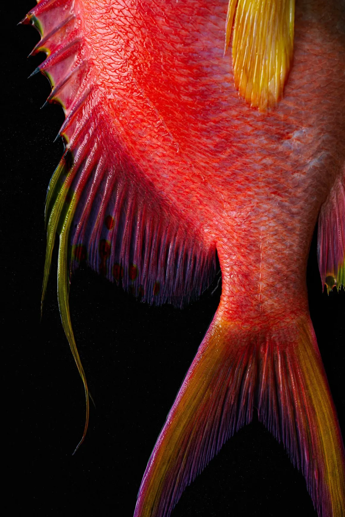 15 Kidsadakon Sukmool The Colors of Meganthias Filiferus Hi Res