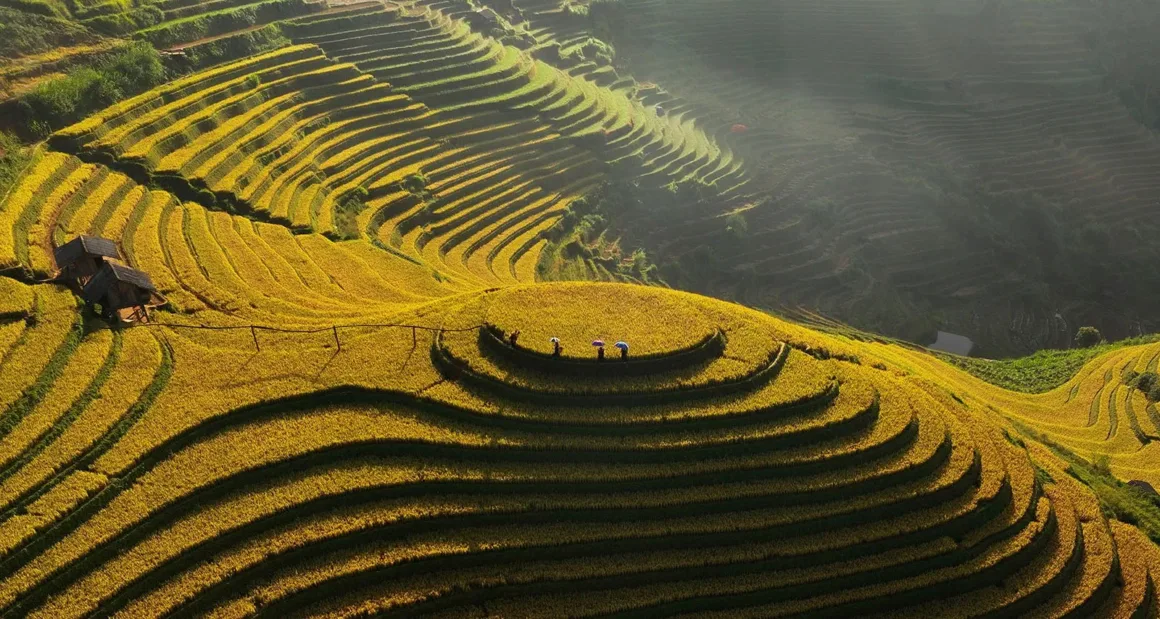 19 Chim Oanh Yellow Rice Terrace in Mucangchai Hi Res