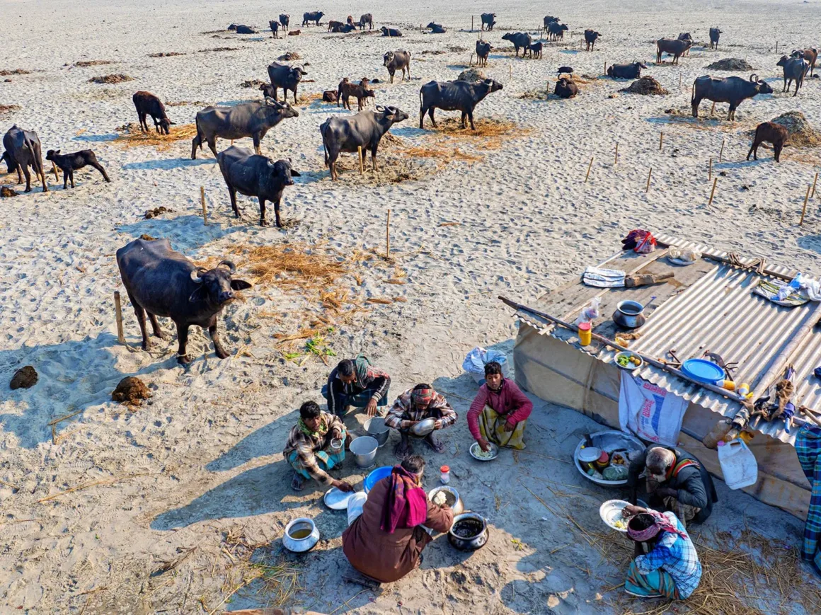 3 Pinu Rahman Herders Enjoy Breakfast with Buffaloes Hi Res