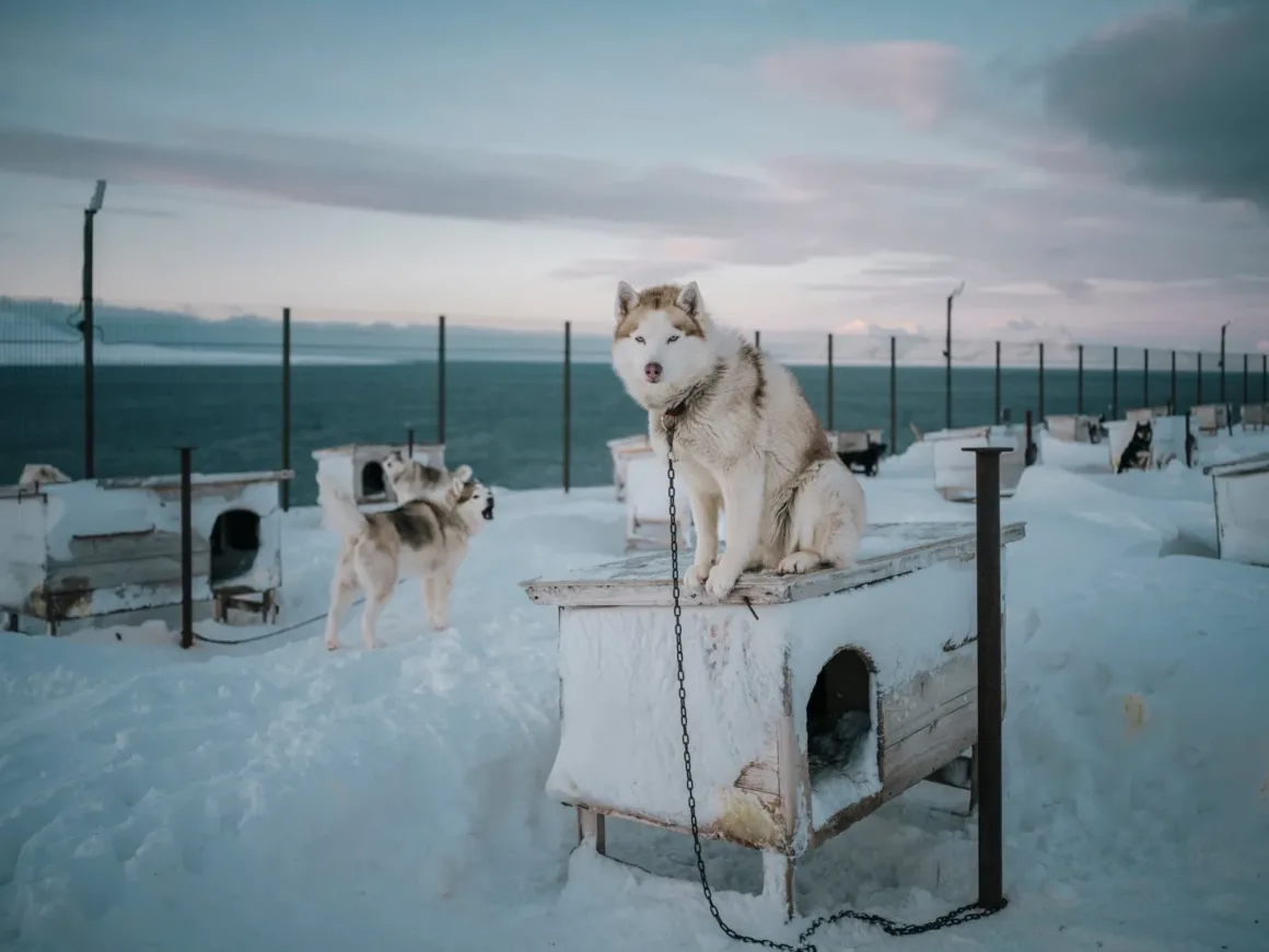 Mario Heller : Arctic Dreams 15 ArcticDreams 17