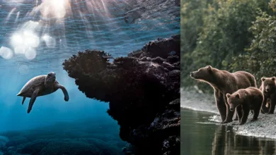 Doğa Fotoğrafçılığınızı Anında Geliştirecek 8 Profesyonel İpucu 3 Doga Fotografciliginizi Aninda Gelistirecek 8 Profesyonel Ipucu