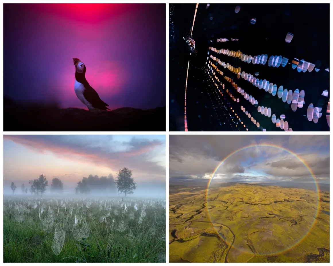 GDT European Wildlife Photographer of the Year 2025 1 GDT European Wildlife Photographer of the Year 2025
