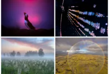 GDT European Wildlife Photographer of the Year 2025 3 GDT Nature Photographer of the Year 2025 1