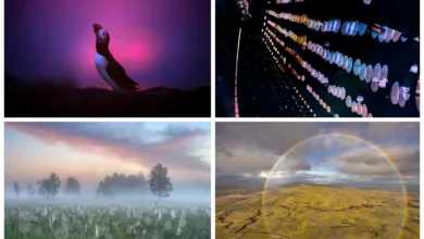 GDT European Wildlife Photographer of the Year 2025 9 GDT Nature Photographer of the Year 2025 1