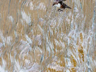 k1 1 konrad wothe wasseramsel im habitat