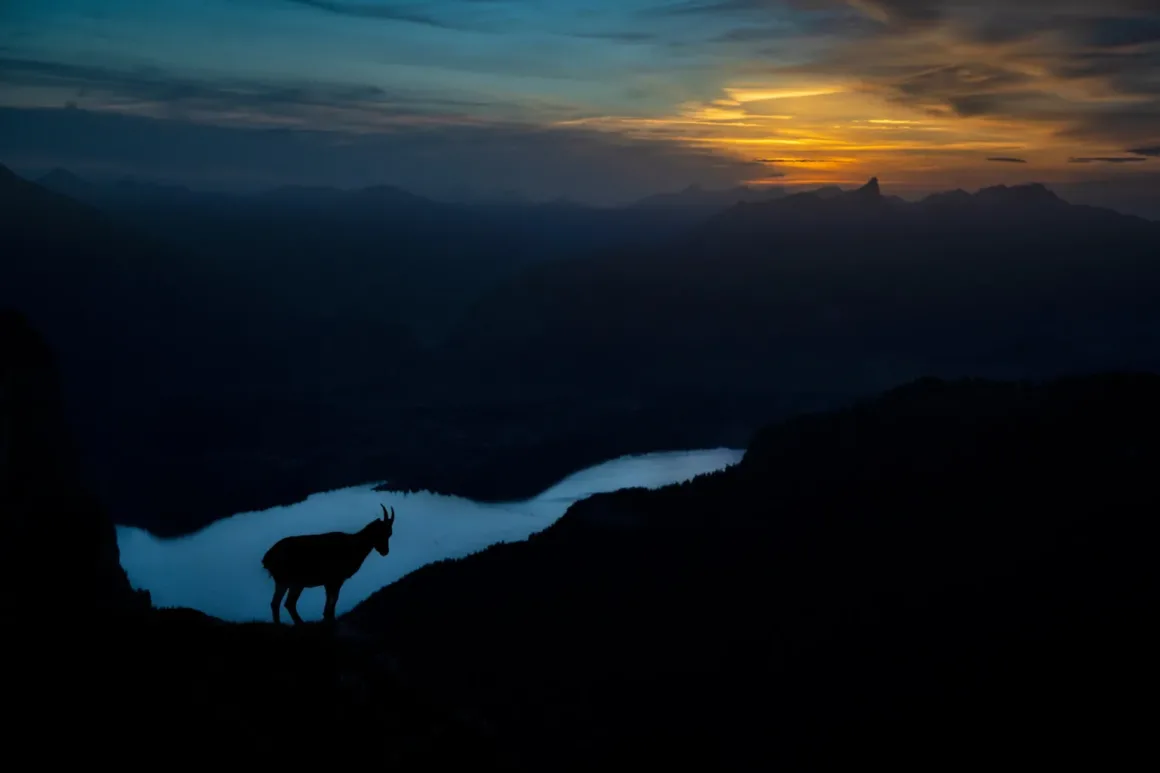 GDT European Wildlife Photographer of the Year 2025 1 k2 2 karsten mosebach koenig der alpen