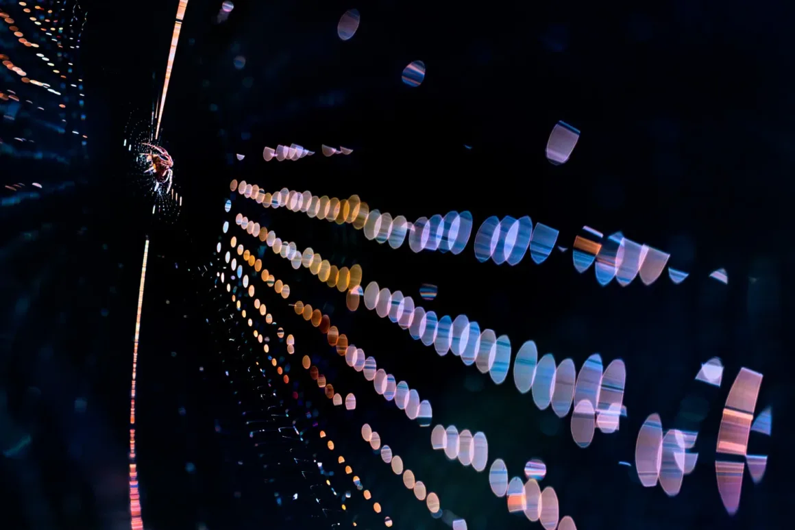 GDT European Wildlife Photographer of the Year 2025 1 k3 3 thomas kirchen disco araneus