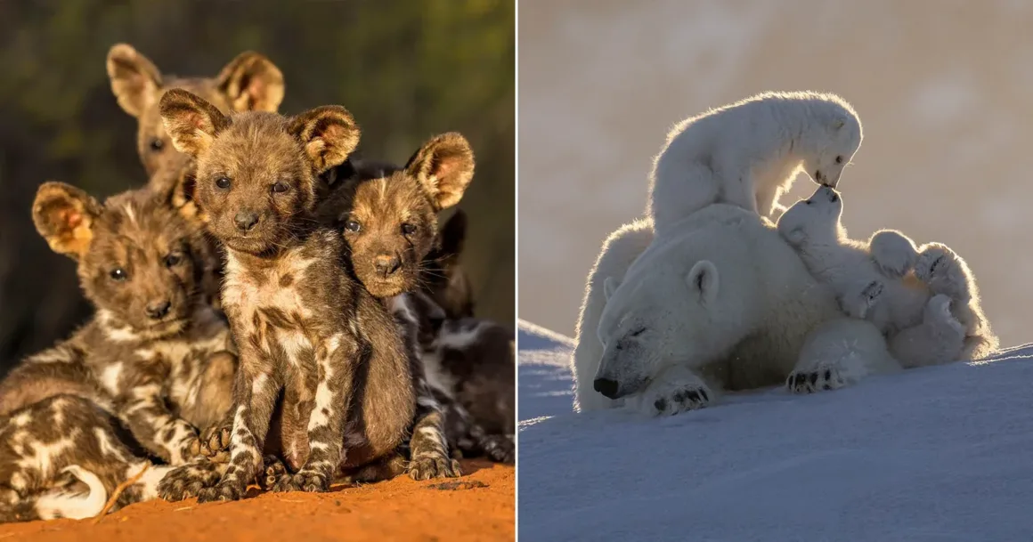 remembering wildlife 10 featured