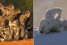 '10 Years of Remembering Wildlife'dan 20 Ödüllü Fotoğraf 39 remembering wildlife 10 featured