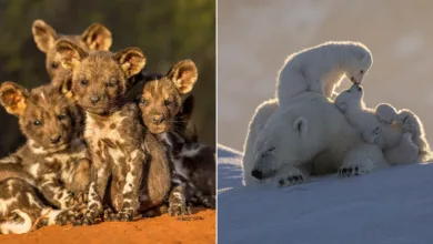 '10 Years of Remembering Wildlife'dan 20 Ödüllü Fotoğraf 2 remembering wildlife 10 featured