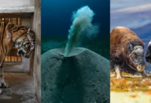 2025 Environmental Photography Awards Kazananları 5 Environmental Photographer 2025 Lead Image