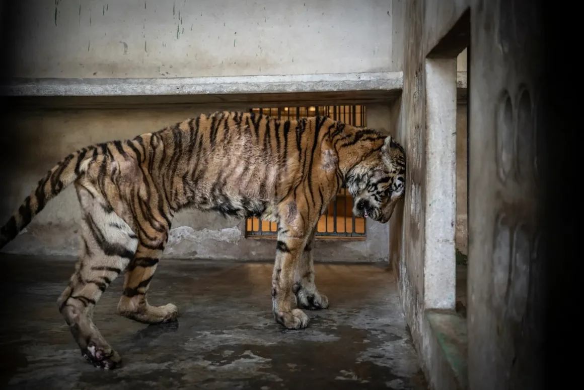 2025 Environmental Photography Awards Kazananları 13 IMAGE 10 HVN 1WINNER ©Amy Jones