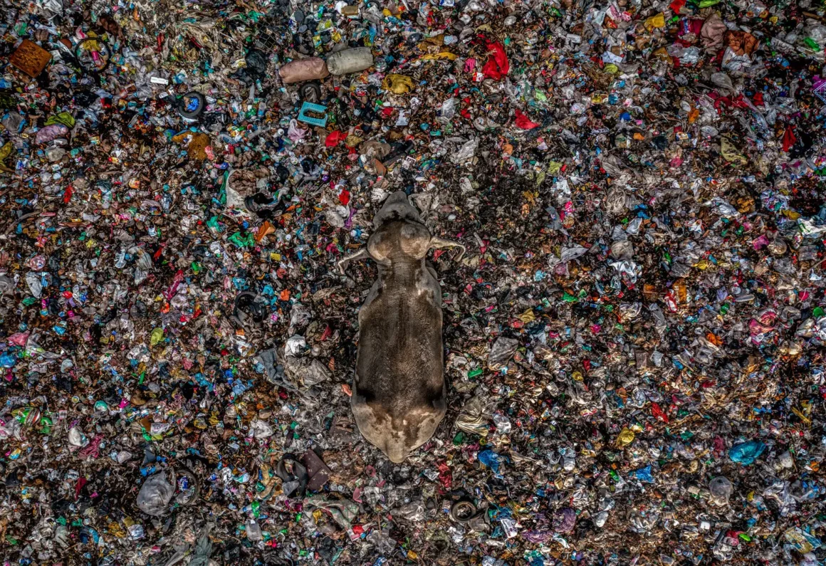 2025 Environmental Photography Awards Kazananları 14 IMAGE 11 HVN 2RUNNER UP ©Lakshitha Karunarathna