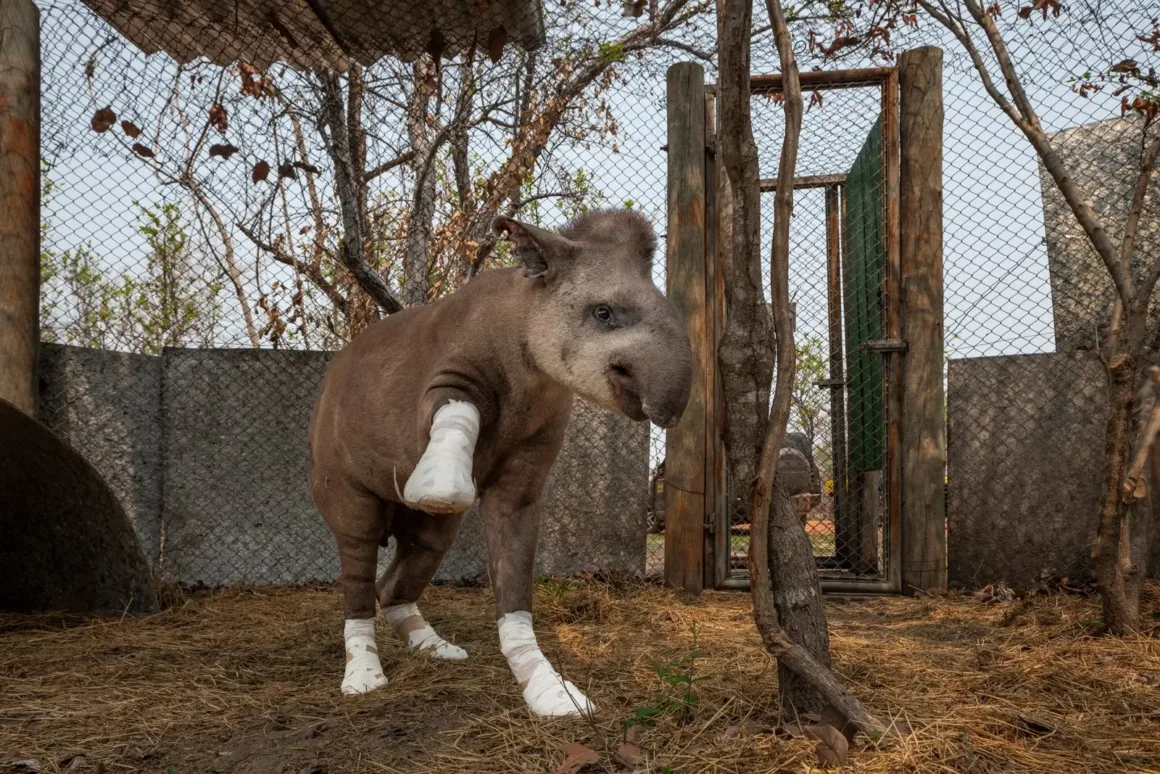 2025 Environmental Photography Awards Kazananları 19 IMAGE 16 PUBLIC WINNER ©Fernando Faciole 3
