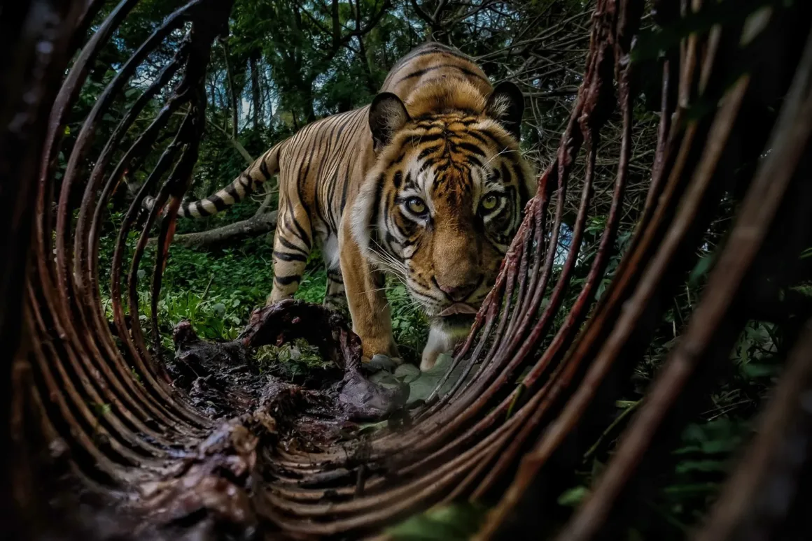 2025 Environmental Photography Awards Kazananları 20 IMAGE 17 STUDENT WINNER ©Bambang Wirawan