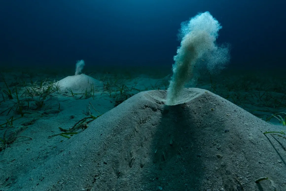 2025 Environmental Photography Awards Kazananları 3 IMAGE 1 OCEAN 1WINNER OVERALL WINNER ©Angel Fitor