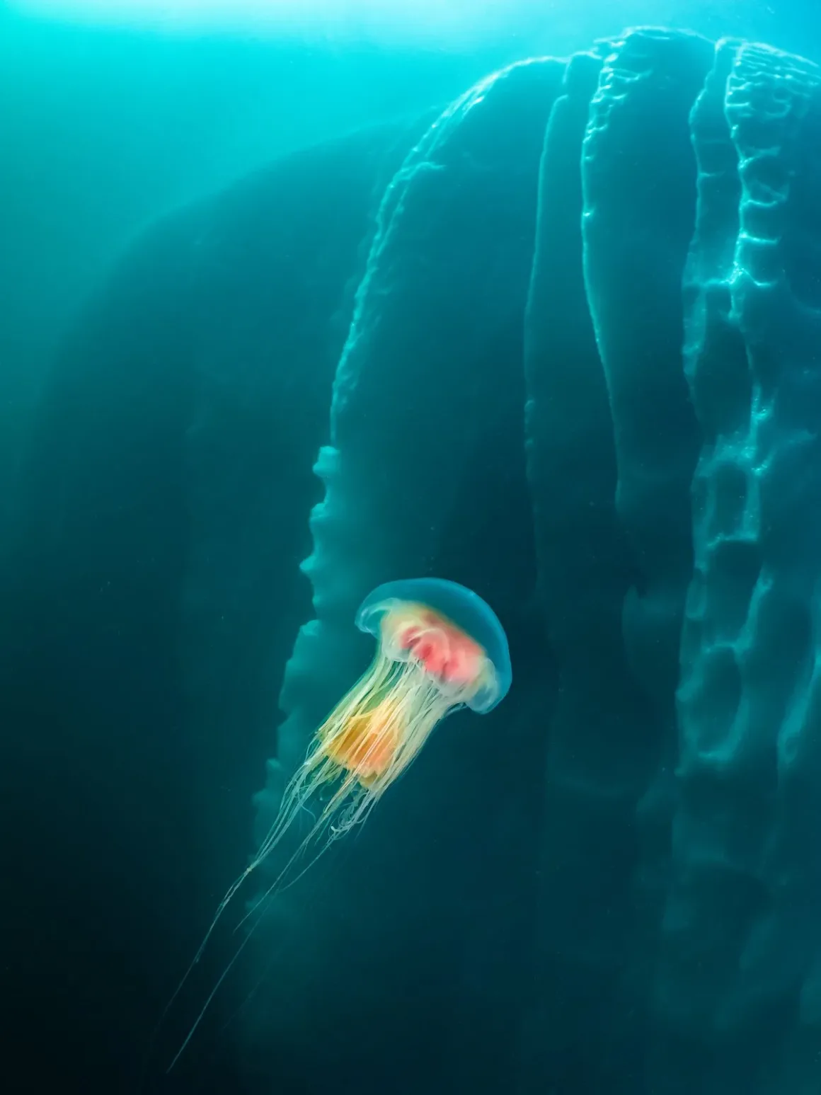 2025 Environmental Photography Awards Kazananları 4 Environmental Photography Awards