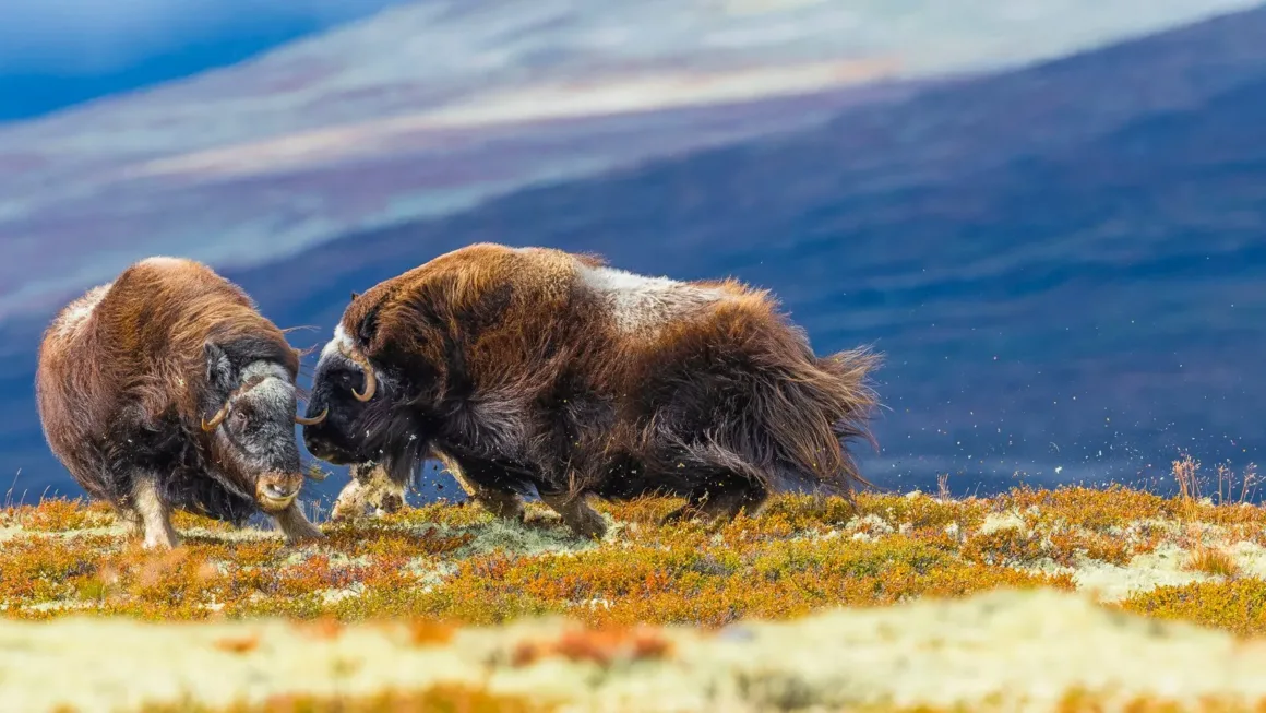 2025 Environmental Photography Awards Kazananları 6 IMAGE 4 POLAR 2RUNNER UP ©Miquel Angel Artus Illana