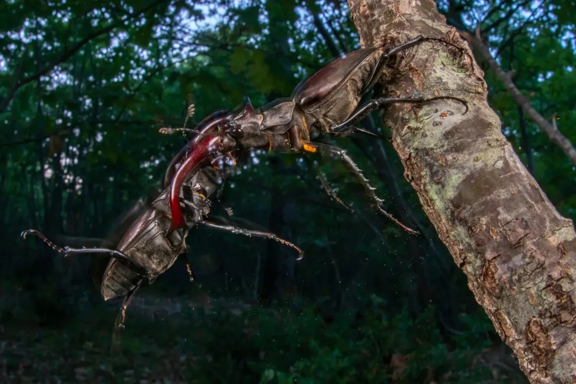 2025 Environmental Photography Awards Kazananları 7 IMAGE 5 FORESTS 1WINNER ©Iacopo Nerozzi