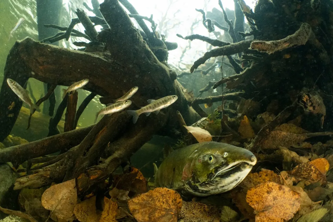 2025 Environmental Photography Awards Kazananları 8 IMAGE 6 FORESTS 2RUNNER UP ©David Herasimtschuk