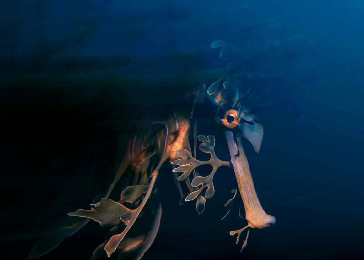 2025 Environmental Photography Awards Kazananları 12 IMAGE 9 OCEAN 2RUNNER UP ©Daniel Sly