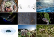 BigPicture 2025 kazananları 3 BigPicture 2025 kazananlari