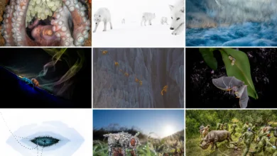 BigPicture 2025 kazananları 22 BigPicture 2025 kazananlari