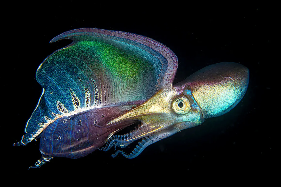 Birleşmiş Milletler Dünya Okyanuslar Günü Fotoğraf Yarışması 2025 1 a colorful blanket octopus swims across black ocean