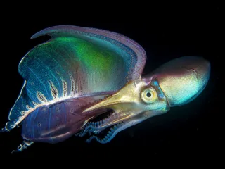 a colorful blanket octopus swims across black ocean