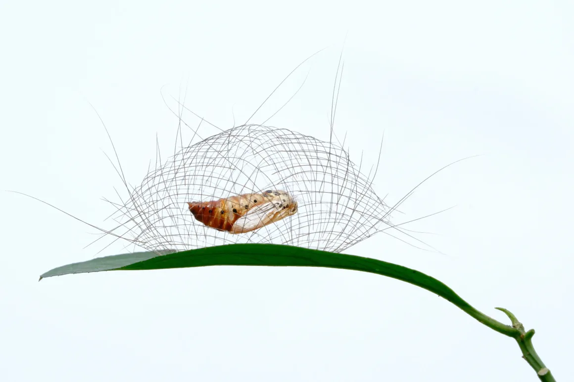 BigPicture 2025 kazananları 2 a delicate woven structure surrounds moth chrysalis on a leaf in front of white background