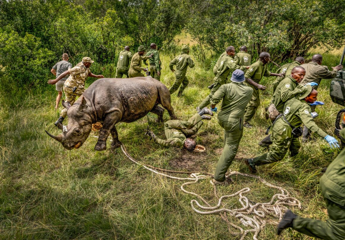 BigPicture 2025 kazananları 2 a group runs away from a released rhino