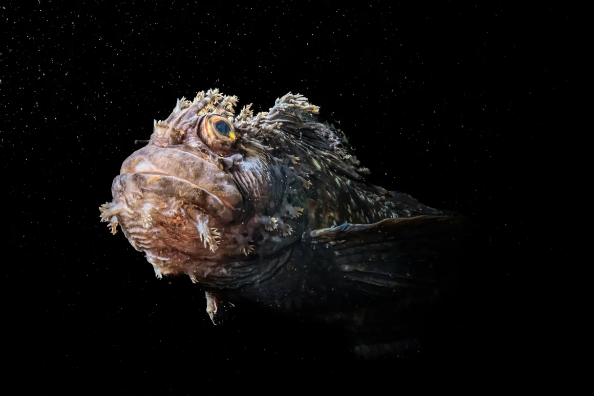 Birleşmiş Milletler Dünya Okyanuslar Günü Fotoğraf Yarışması 2025 1 a japanese warbonnet fish swims across dark ocean