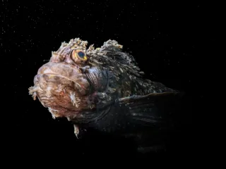 a japanese warbonnet fish swims across dark ocean