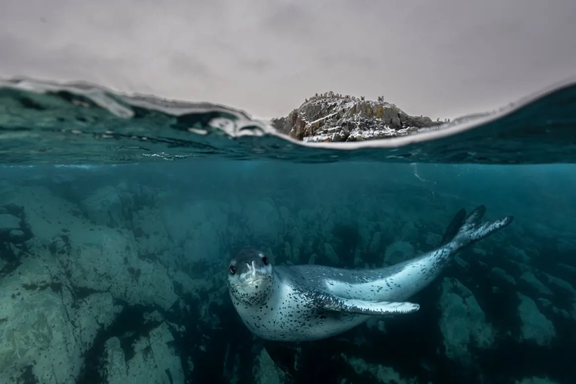 Birleşmiş Milletler Dünya Okyanuslar Günü Fotoğraf Yarışması 2025 1 a leopard seal swims in blue Water with snowy cliff above the water