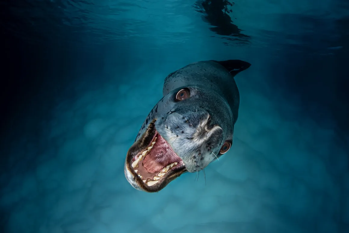 Birleşmiş Milletler Dünya Okyanuslar Günü Fotoğraf Yarışması 2025 1 a leopard seal swims towards the camera with mouth open