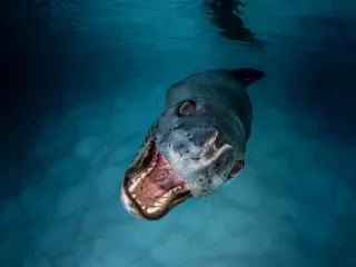 a leopard seal swims towards the camera with mouth open