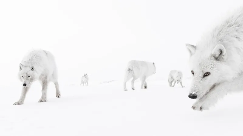 a pack of white wolves is scattered across a vast snowy landscape