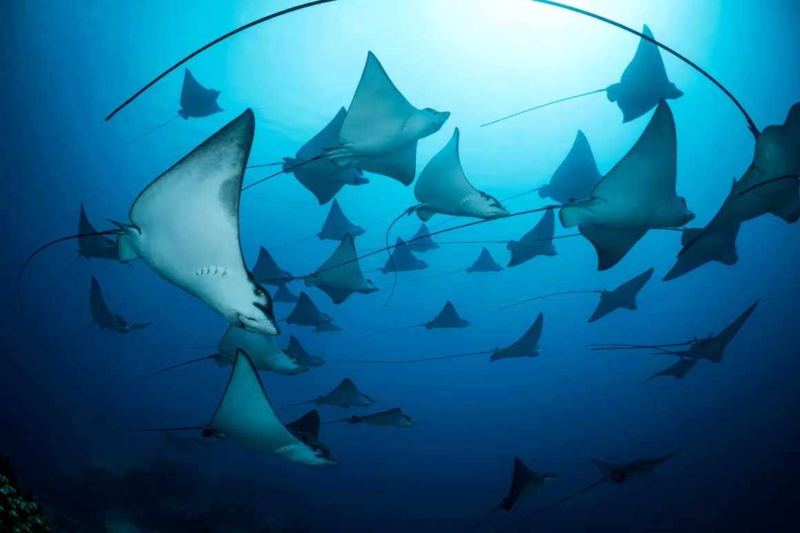 Birleşmiş Milletler Dünya Okyanuslar Günü Fotoğraf Yarışması 2025 1 a school of rays swim in blue water
