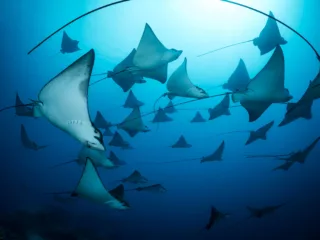 a school of rays swim in blue water