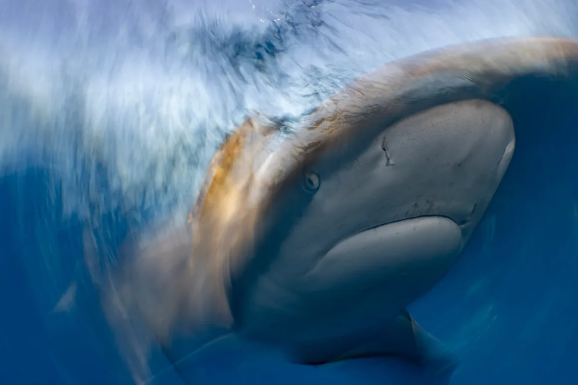 Birleşmiş Milletler Dünya Okyanuslar Günü Fotoğraf Yarışması 2025 1 a shark swims through blurred water