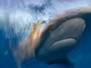 a shark swims through blurred water