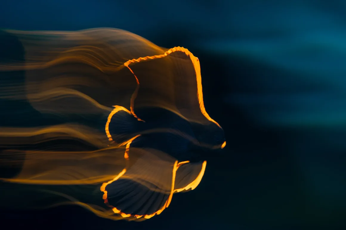 Birleşmiş Milletler Dünya Okyanuslar Günü Fotoğraf Yarışması 2025 1 a yellow outline of fish blurs across dark blue background