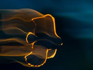 a yellow outline of fish blurs across dark blue background