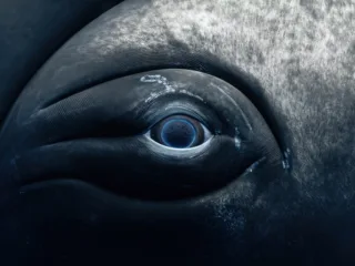 close up of humpback whale eye