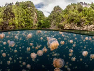 jellyfish swarm water with cliffs above