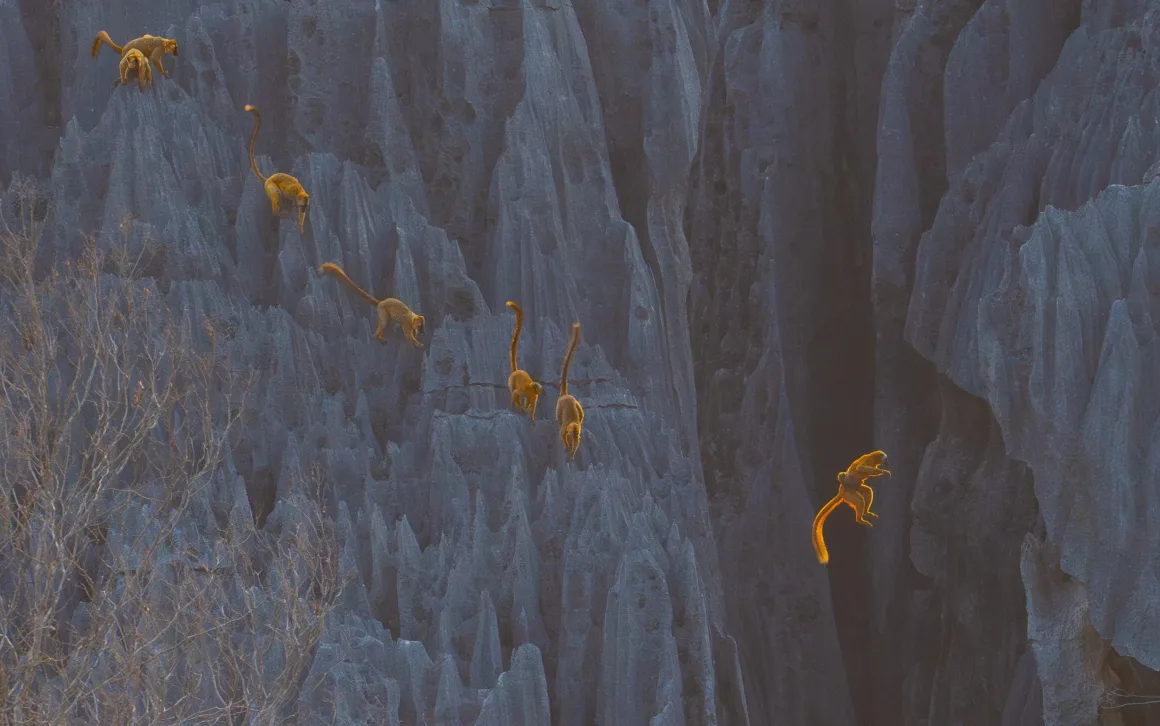 lemurs climb a steep cliff face with one jumping across a canyon in golden light