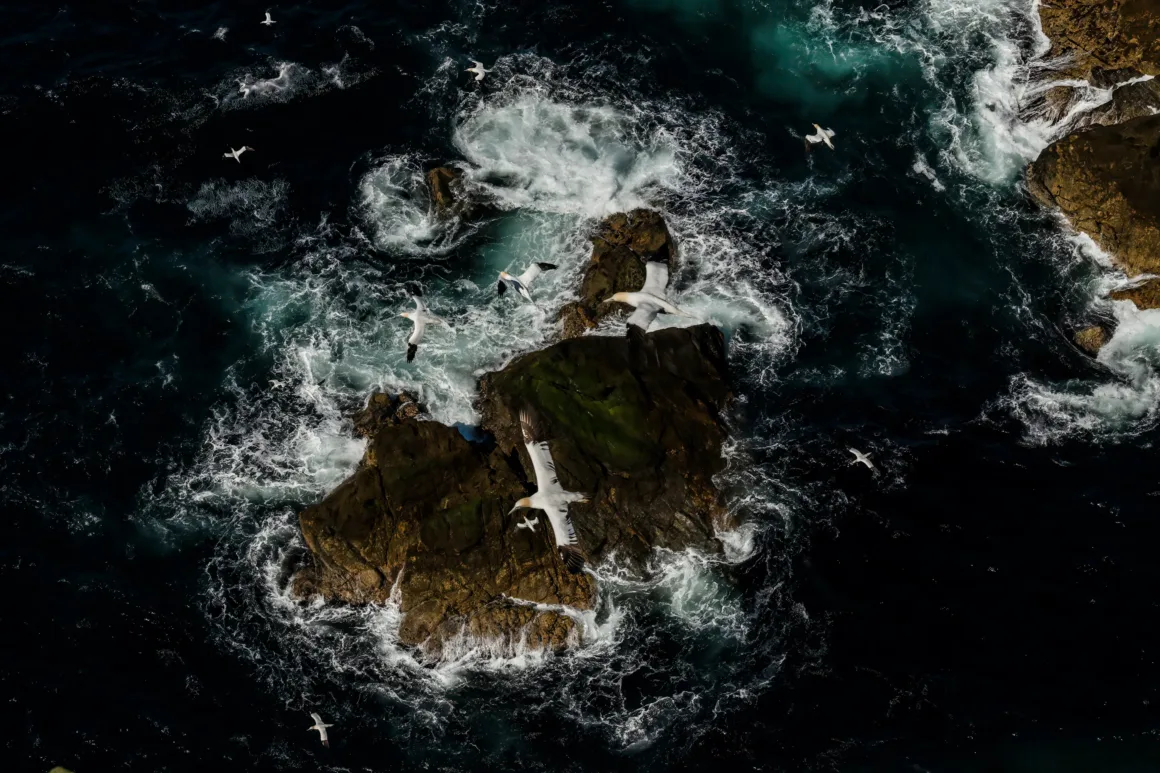 Birleşmiş Milletler Dünya Okyanuslar Günü Fotoğraf Yarışması 2025 1 sea birds fly over rocky ocean terrain