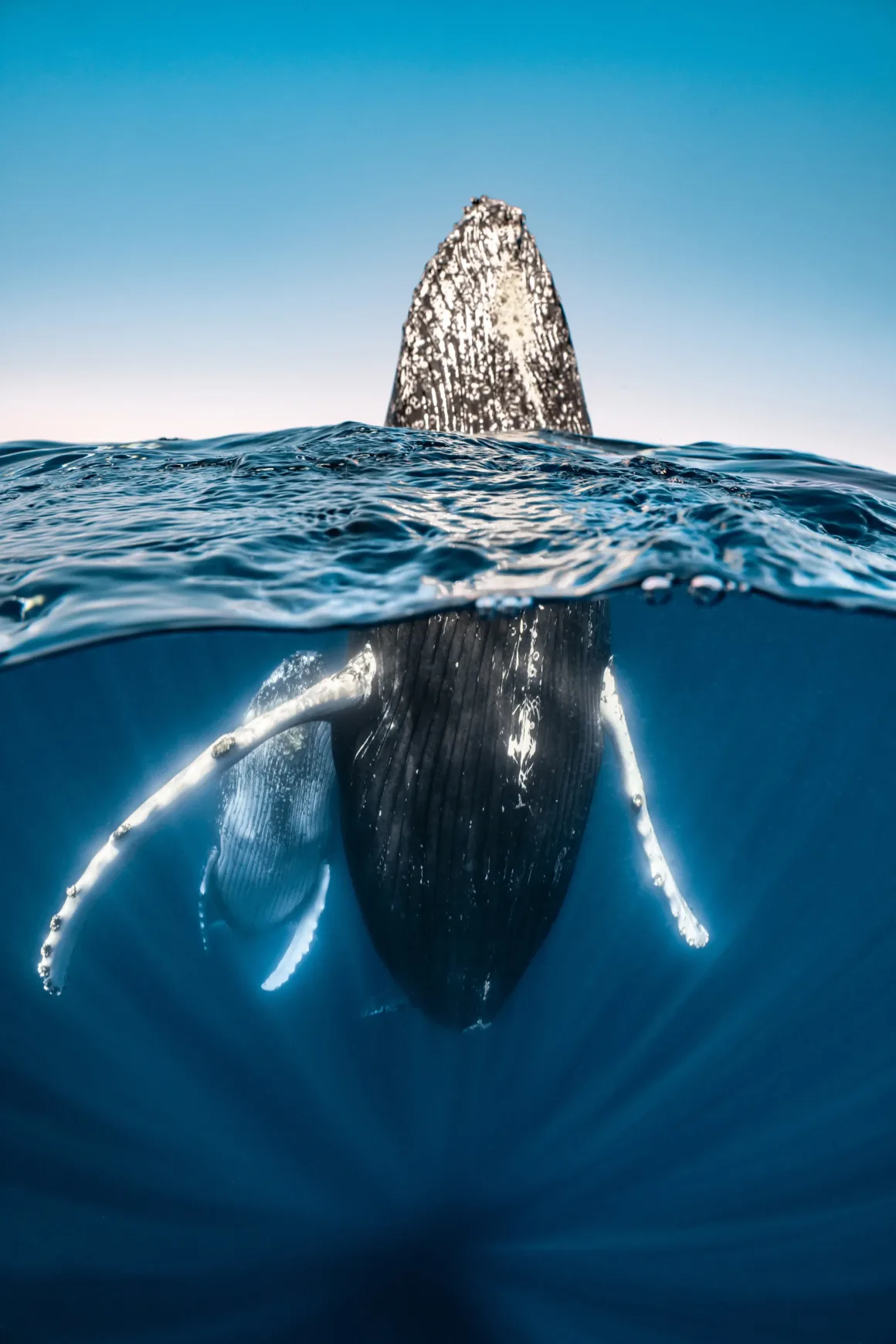 Birleşmiş Milletler Dünya Okyanuslar Günü Fotoğraf Yarışması 2025 1 whale with baby breaches the surface